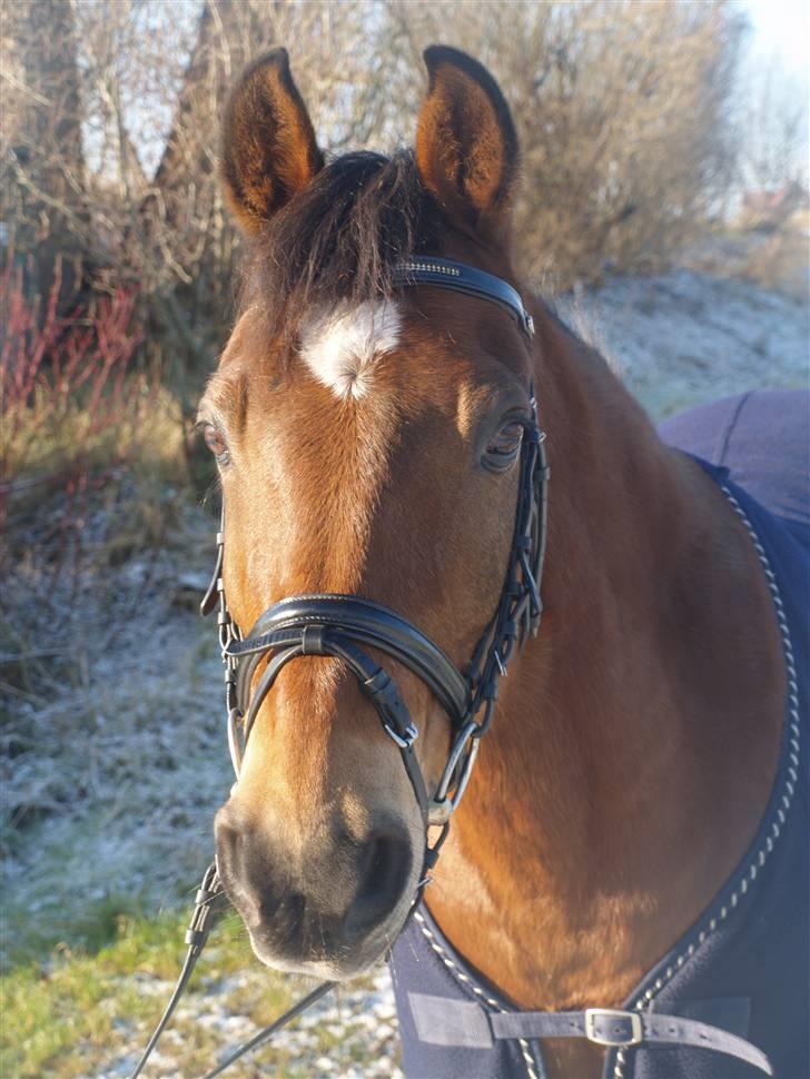 Anden særlig race Prins billede 4