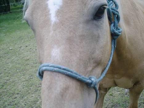 Palomino Lukas solgt :'( - hehe.... lige er nærbillede.... :D billede 17