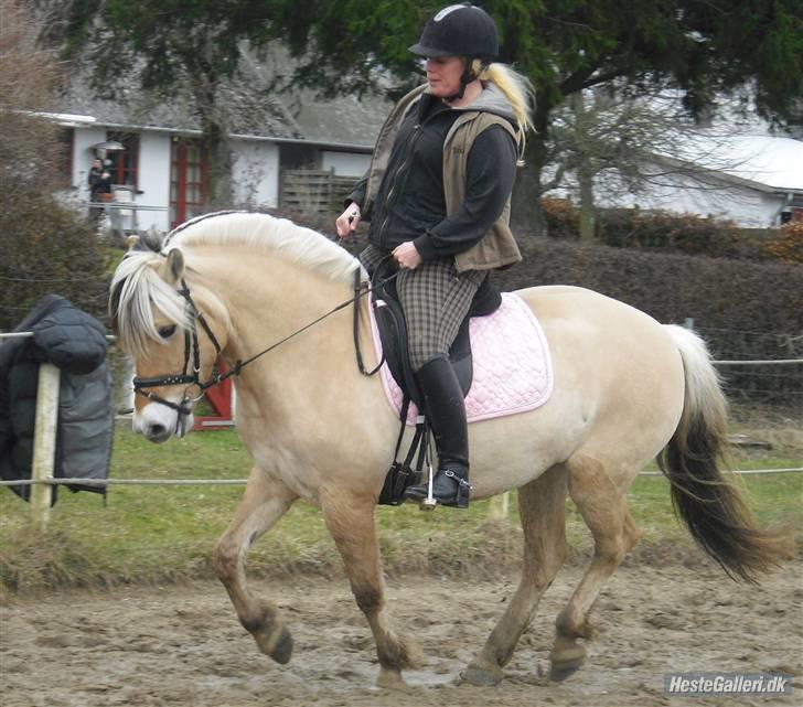 Fjordhest Theodora  R.I.P.  - Theodora og jeg på banen billede 11