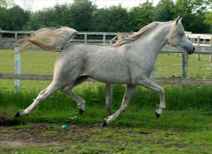 Arabisk fuldblod (OX) WML Wahed (Scid/CA - fri) - Wahed 1.juni 2010 billede 5