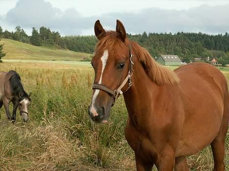 Anden særlig race royal Deluxe - deluxe og carter på sommergræs.. billede 13