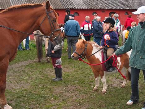 Shetlænder Harlekin - Harlekin møder en kæmpe hest.. billede 10