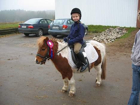 Shetlænder Harlekin - Vundet en rosset igen, i lx trav program billede 12