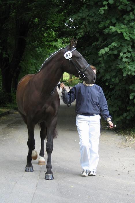 Oldenborg Alexia af Vodagergård - Fra d. 6. august 2005 - Alexia til eliteskue billede 14