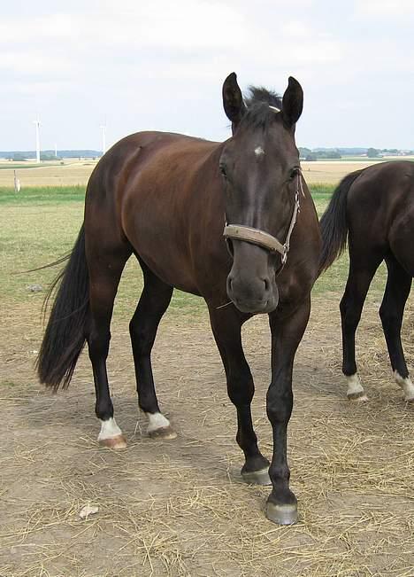 Oldenborg Alexia af Vodagergård - Fra d. 28. juli 2005 - Alexia på folden billede 15