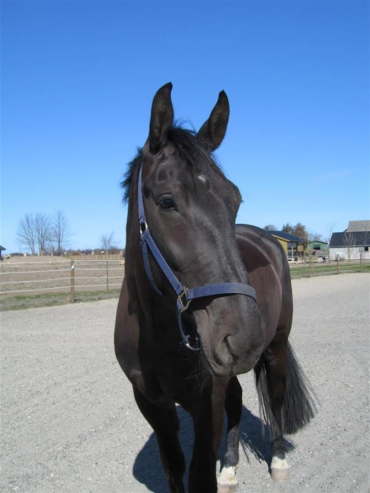 Oldenborg Alexia af Vodagergård - Fra sommeren 2007 - Alexia på folden billede 16