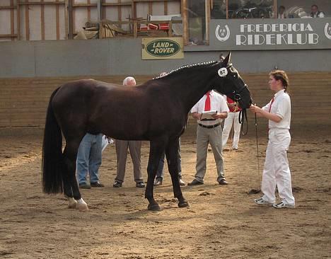 Oldenborg Alexia af Vodagergård - Fra d. 6. august 2005 - Sådan så det ud, da Tine viste Alexia frem for dommerne til eliteskuet. billede 17