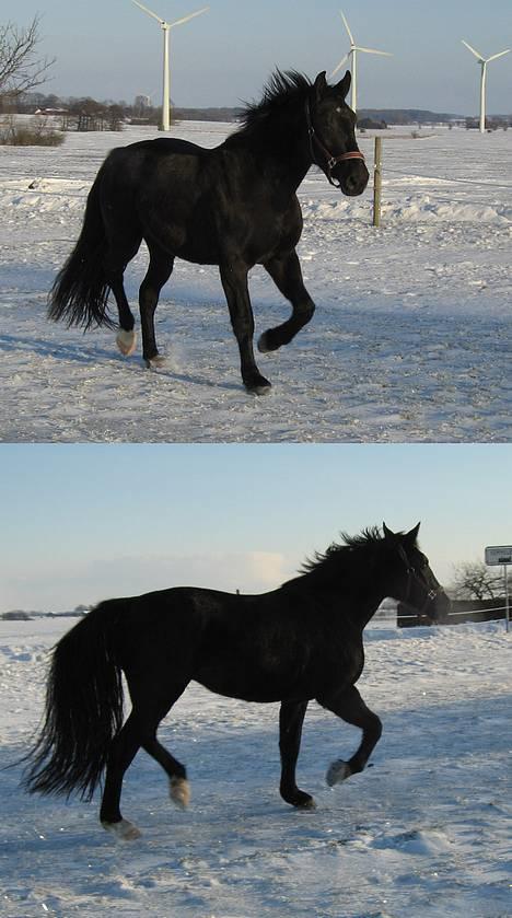 Oldenborg Alexia af Vodagergård - Fra d. 22. januar 2006 - Alexia viser sig lige lidt frem i sneen :-) billede 18