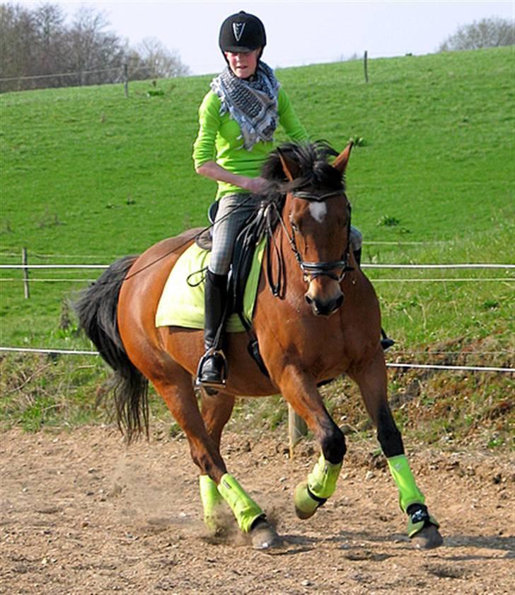 Anden særlig race Prins billede 5