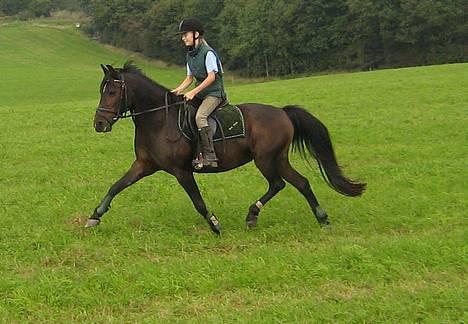 Anden særlig race Dark Beauty - Den smukke hoppe, Dark Beauty i en smuk fritrav! billede 2