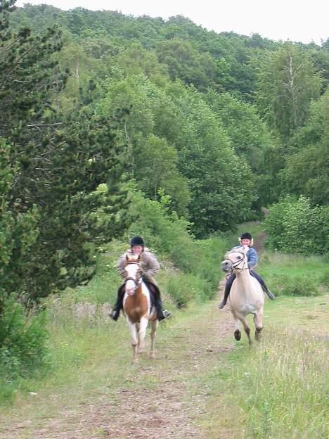 Fjordhest Frederik Midtgård *Himmelhest* - her rider vi om kap med en, men vi vandt desværre ikke... HeeH... billede 5