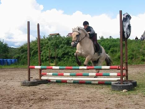 Fjordhest Frederik Midtgård *Himmelhest* - og her springer vi så igen, igen... billede 6