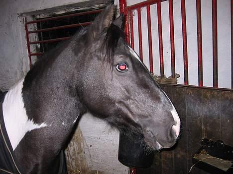 Pinto Vestergaards Domino - domino  i  sin boks billede 2