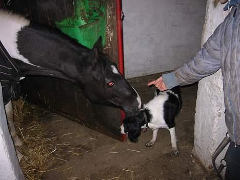 Pinto Vestergaards Domino - domino  og hund leger  billede 3