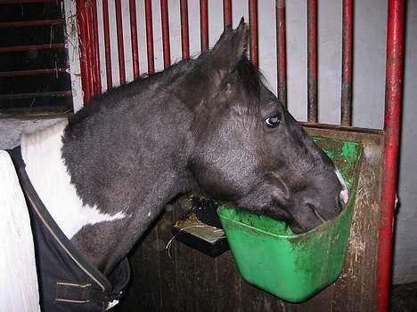 Pinto Vestergaards Domino - domino  står og kigger billede 4