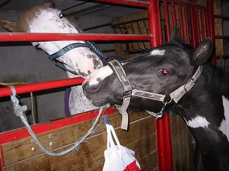 Pinto Vestergaards Domino - aaaiiiihhhh     la´  bravo du er sød  hehe !!!!!! billede 5