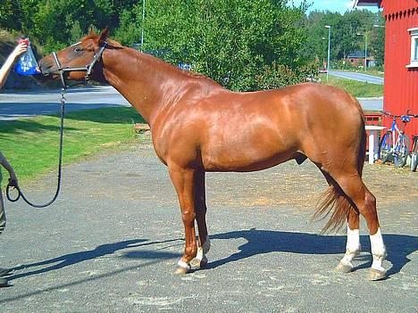 Svensk Varmblod bambino - 3 august 2006 billede 1