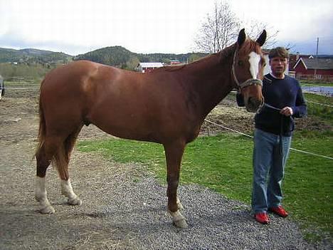Svensk Varmblod bambino - sånn så han ut når jeg kjøpte han^^ våren 2005 billede 2