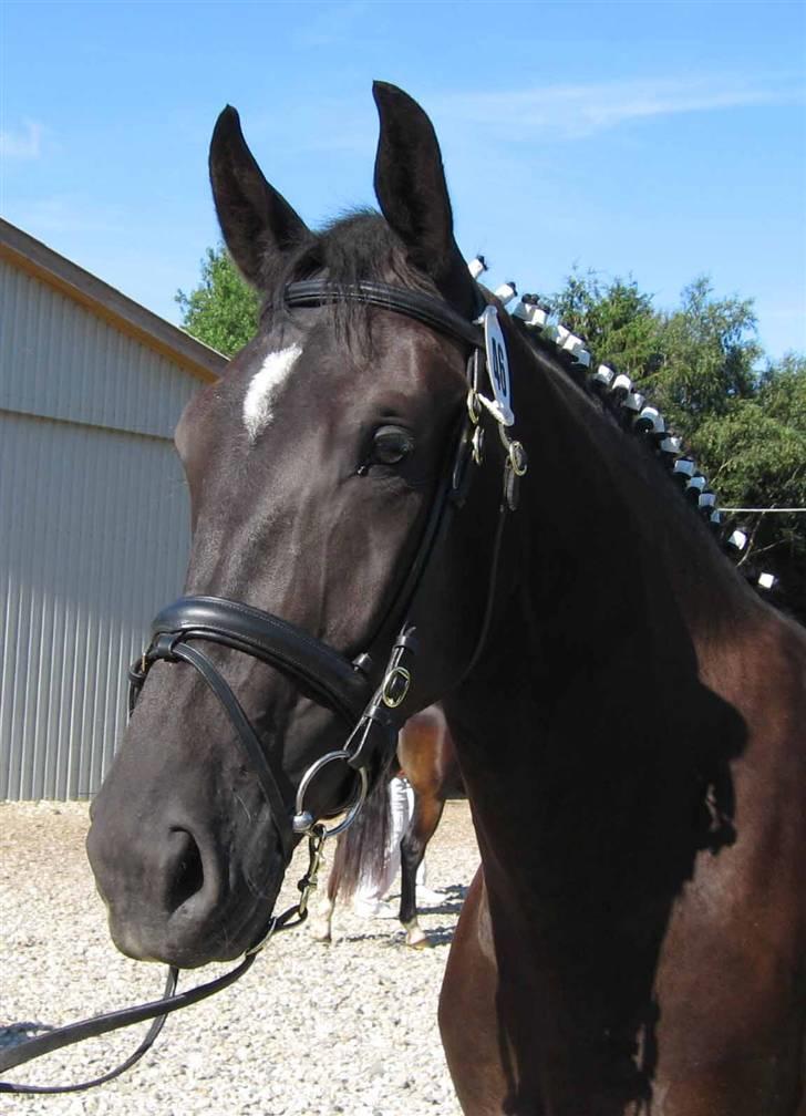 Oldenborg Bell af Vodagergård - Fra d. 15. juli 2007 - Bell til kåring billede 13