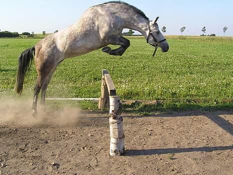 Anden særlig race Coco - Hun kunne bare det der ;P billede 1