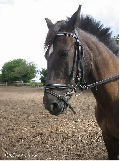 Anden særlig race Stella  - NYT også på banen idag billede 14