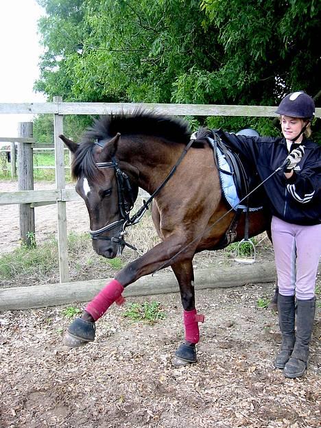 Anden særlig race Stella  - spanske skridt i stå stilling, er hun ik fin. søndag den 28.08 foto: vicki lund billede 16