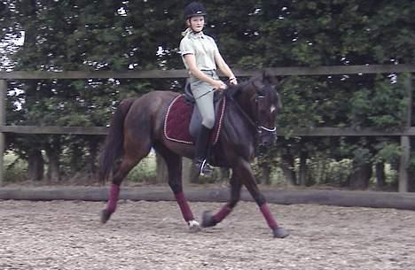 Anden særlig race Stella  - NYt også fra idag, den 29.07 billede 17