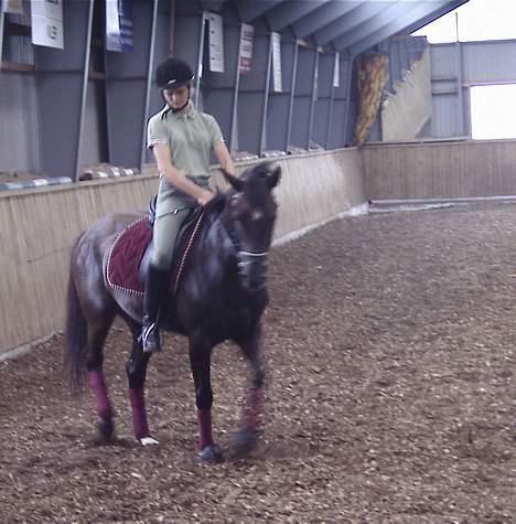 Anden særlig race Stella  - NYT bagpartsvending billede 18