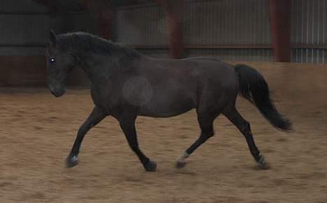 Anden særlig race Grande Benjamin O'nalli. - Leg i ride hallen. Undskyld kvaliteten. billede 14