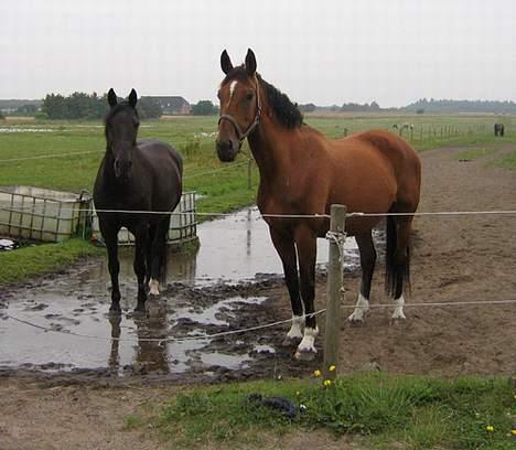 Anden særlig race Grande Benjamin O'nalli. - Grande og liosette begge i heste himlen.. billede 15