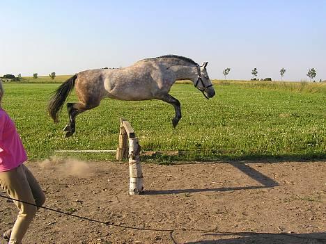 Anden særlig race Coco - Læg mærke til ørerne ;P billede 5