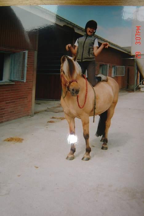 Fjordhest lyngtoftens musse (møffe) - musse og hendes gamle ejer hehe ja.. hehe hun finder sig i alt.. billede 12