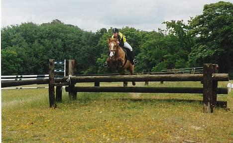 Anden særlig race Strejfer - over slutspringet i terrænet, sønderskov 16-7-2005 billede 6