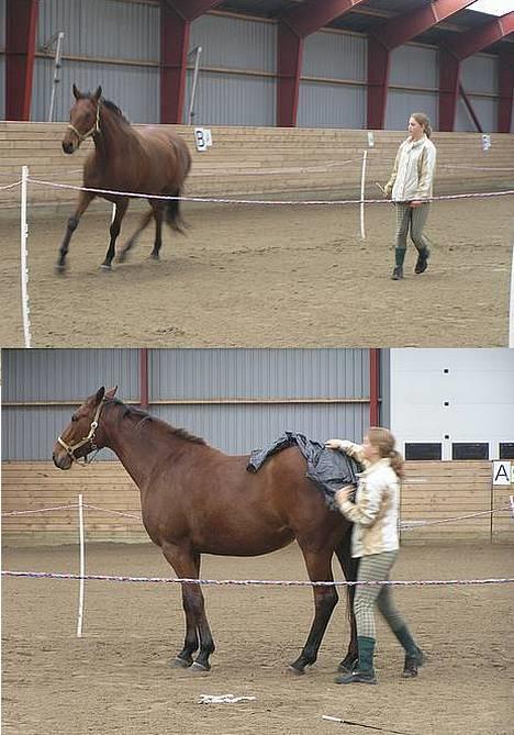 Dansk Varmblod Sandra II †Død:'(† - Horsemanship ved Ebbe 05´ billede 7