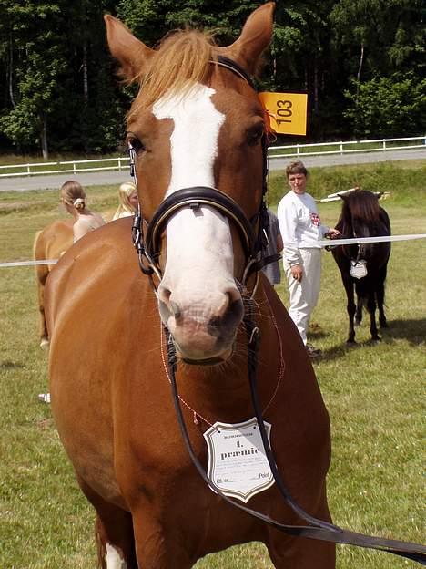 Frederiksborg Locky Classic *Solgt* - Ingen tvivl om at hun havde  nummer 103 billede 8