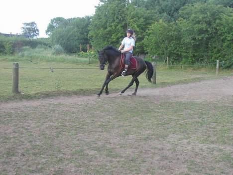 New Forest Navarra Død billede 18