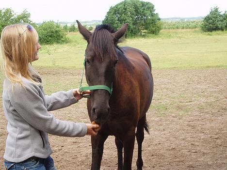New Forest Navarra Død billede 19