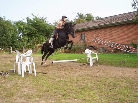 New Forest Navarra Død - spriing billede 20