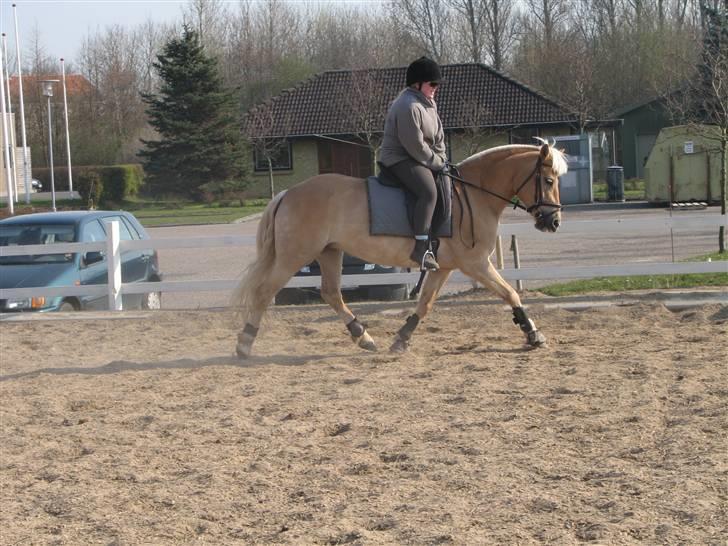 Haflinger Ines (Tidl. pony) - Dressur.. En af de sidste gange jeg rider hende.. billede 7