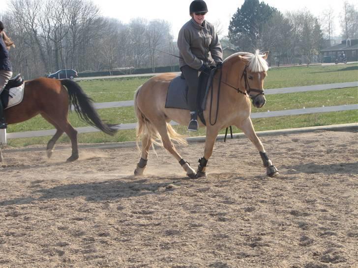 Haflinger Ines (Tidl. pony) - Dressur på søde Ines igen.. billede 8