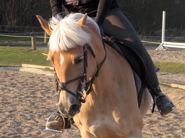 Haflinger Ines (Tidl. pony) - Opvarmning til enetime i spring.. billede 9