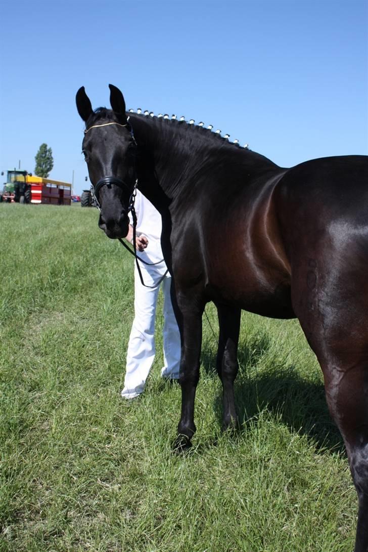 Oldenborg Cleo af Vodagergård - Fra d. 6. juni 2008 - Til Roskilde Dyrskue billede 16