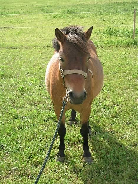 Anden særlig race Jasmin billede 19