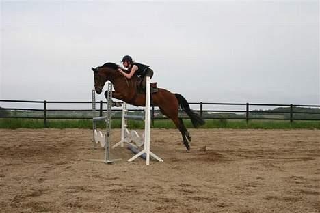 Tysk Sportspony Chemin De Royal  - Springundervisning på stutteri ASK ;D billede 19