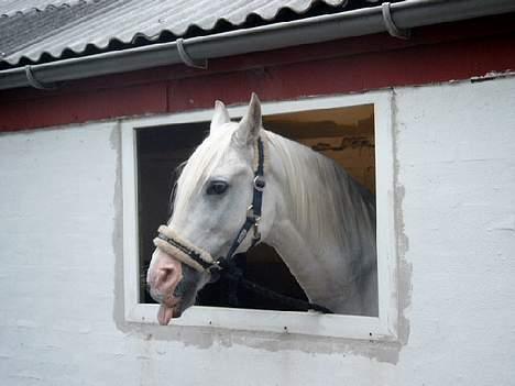 Shagya Araber (SH) Mistral (Mulle) <3 afgået ved døden :'( - Ej Mistral ikk ræk tunge efter fotografen!:) billede 11