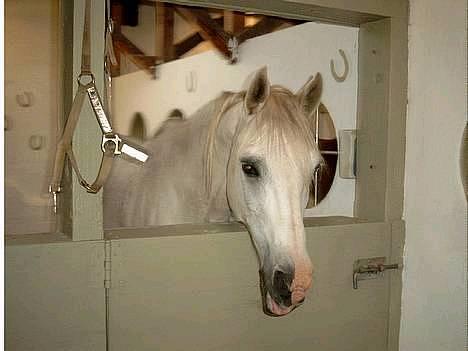 Shagya Araber (SH) Mistral (Mulle) <3 afgået ved døden :'( - Ja du er bar så smuk! står han så inde i vores lille stald billede 12