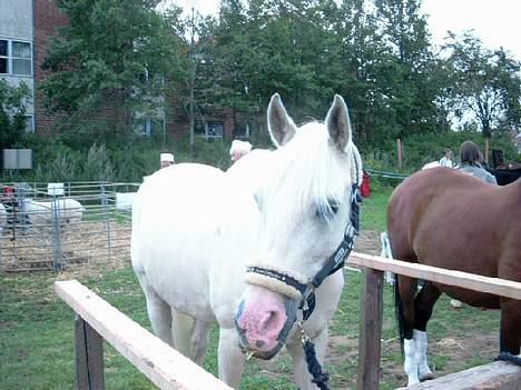 Shagya Araber (SH) Mistral (Mulle) <3 afgået ved døden :'( - Her er ´han så igen til Ribe børnedyrskue for anden gang ! her fik han 23 points :D billede 13