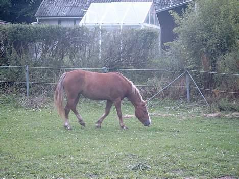 Anden særlig race Tessa(Greta) * SOLGT* :'( - Hun kan oz æde..:) billede 16