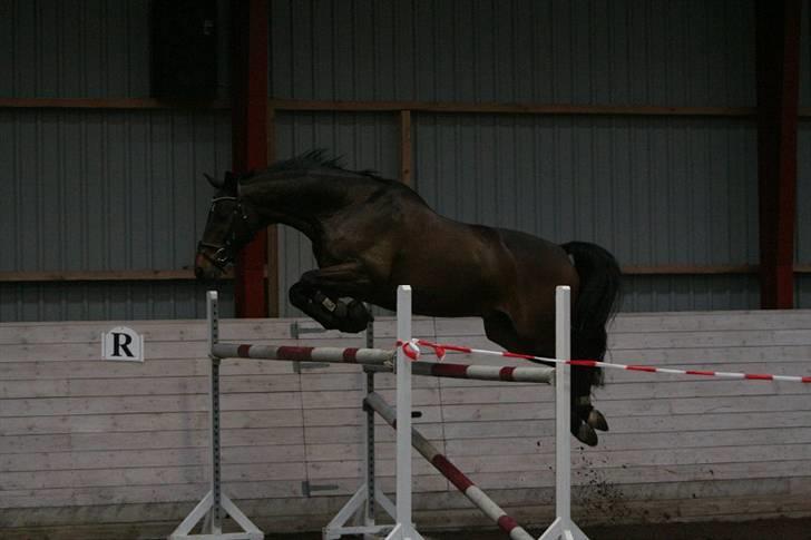 Trakehner MY FAIR TANGO - Tango der løsspringes. Springet er omkring 135-140cm. Den højde vi sluttede på. billede 16