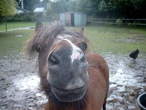 Anden særlig race Sera. R.I.P 2-9-10 - moar hva lav e rduu? billede 11